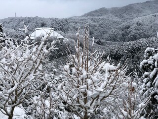 伊豆 天城ドーム 雪が積もる