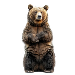 Fototapeta premium bear standing isolated on transparent background ,generative ai