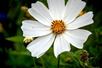 white cosmos flower on a natural background