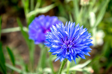 bright fresh blue cornflowers on a blurred background