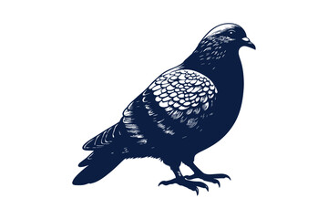 pigeon isolated on white background