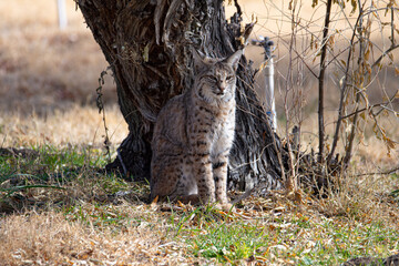 Bobcat sitting by tree