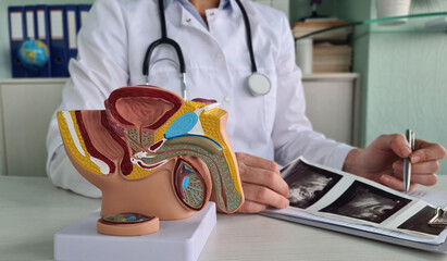 Male Reproductive System Anatomy Model In Doctors Office