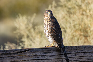 Coopers Hawk Posing