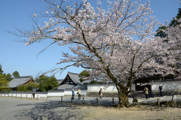 春の南禅寺　南禅僧堂の桜　京都市左京区