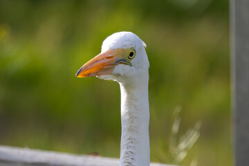 Great Egret head