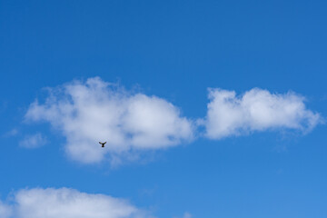 umulus clouds are clouds that have flat bases and are often described as puffy, cotton-like, or fluffy in appearance. Kamoana Pl / Aliinui Dr, Ko Olina , Honolulu, Oahu, Hawaii