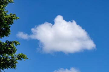 umulus clouds are clouds that have flat bases and are often described as puffy, cotton-like, or...