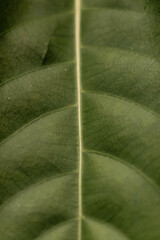 leaves texture
