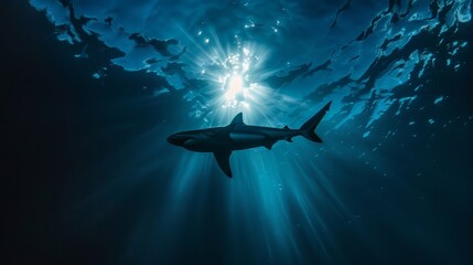 Obraz premium Shark silhouette blending with deep sea