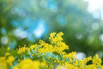 Obraz premium ミモザの花