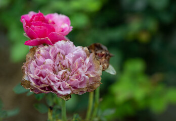 Damaged rose after heavy raining. The brown edges on the petals of older blooms are a sign of Botrytis blight, a fungal disease. Infected blooms cannot be salvaged.