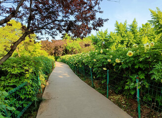 China,  Luoyang, China Luoyang Peony Cultural Festival , yellow peonies blooming
