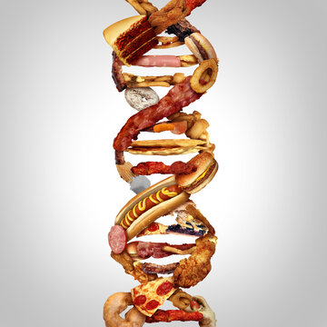 Junk Food DNA or Junkfood Gene and fat mass and obesity associated genetics or FTO as a Fast-food concept with a genetic strand representing genetics and unhealthy eating affecting genes.