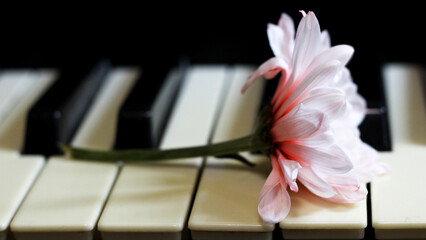Pink chrysanthemum flower on piano keys