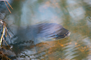 New Zealand Longfin Eel in the River