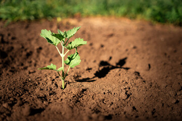 a small seedling grows in chernozem. the concept of plant cultivation Green sprout growing in morning light
