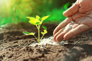 man's hand is pouring fertilizers to feed the plant. The concept of growing plants on the ground