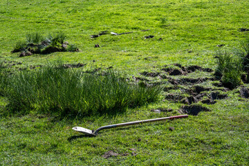 Shovel in a field, invasive weeds being dug up and removed from grass pasture, sunny spring farm maintenance project
