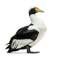 Vibrant portrait of a King Eider duck standing, displaying its striking coloration and distinctive features.