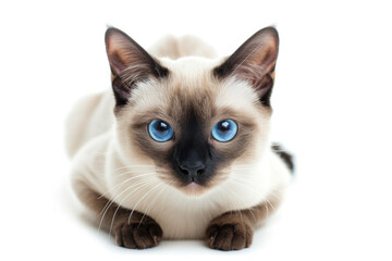 Fototapeta premium Striking close-up of a Siamese cat with vivid blue eyes and a creamy coat, exuding curiosity and a mystical aura.