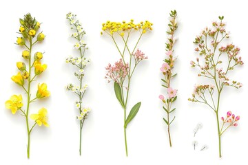 Obraz premium A collection of tiny sprigs of yellow Berberis flowers on a lonely backdrop. Generative Ai