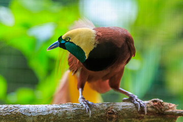 Lesser Bird of Paradise or Paradisaea minor. One Of the most exotic birds in Papua New Guinea. © Yusnizam Yusof