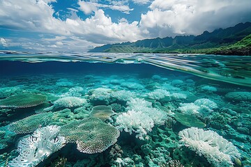 Ocean Acidification Increased CO2 levels are causing oceans to become more acidic