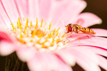 Episyrphus balteatus, sometimes called the marmalade hoverfly, is a relatively small hoverfly of...