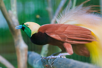 Lesser Bird of Paradise or Paradisaea minor. One Of the most exotic birds in Papua New Guinea. © Yusnizam Yusof