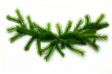 Obraz premium Branch of pine tree on white background with green tip.