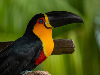 toucan on a branch
