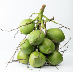 Coconut tree plant stem