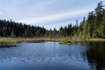 Beaver Lake in Stanley park Vancouver British Columbia with wildlife nature landscape