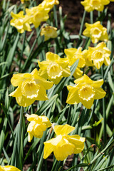 brightly colored daffodils seen in a garden in Spring time