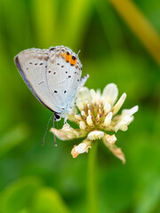白詰草の花とツバメシジミ