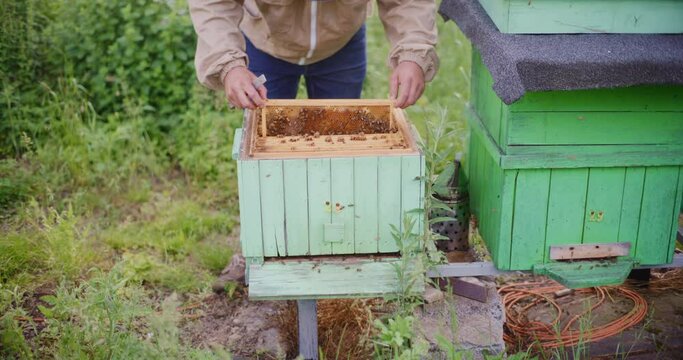 The beekeeper gently removes the frame from the hive to check for honey. 