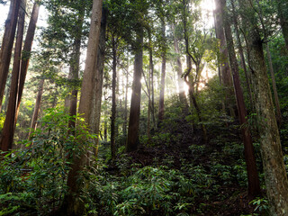 朝日が射し込む森の風景