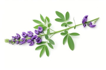 Baptisia photo on white isolated background