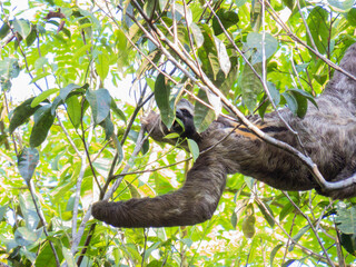 Fototapeta premium sloth feeding on the tree