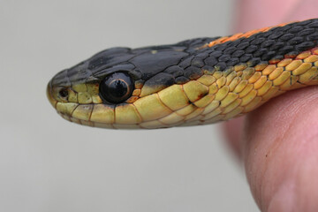 Closeup on a coastal living Common garter snake, Tamnophis sirtalis, in the hands of a herpetologist