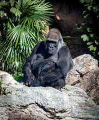 gorila in zoo from japan © Miguel-Sánchez