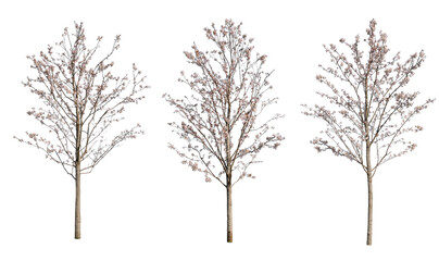 ソメイヨシノ桜樹木切り抜きセット透過PNG背景白