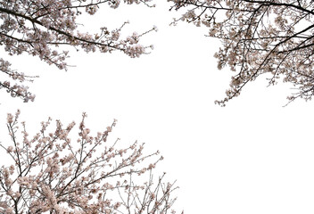 桜の枝ソメイヨシノ切り抜きセット透過PNG背景白