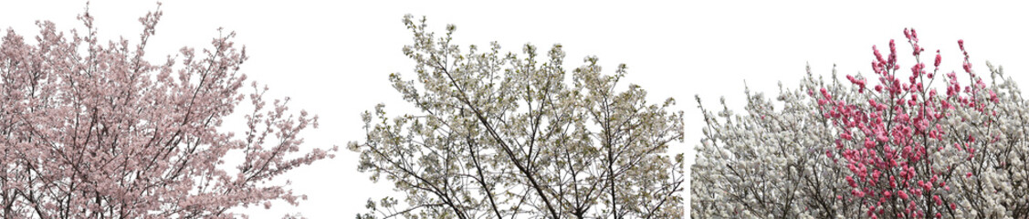 桜フレーム切り抜きセット透過PNG背景白