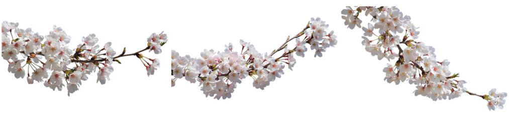 さくらの枝切り抜きセット透過PNG背景白