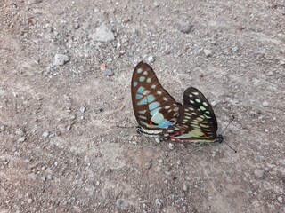 mating butterflies, two blue butterflies breeding