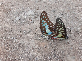 mating butterflies, two blue butterflies breeding