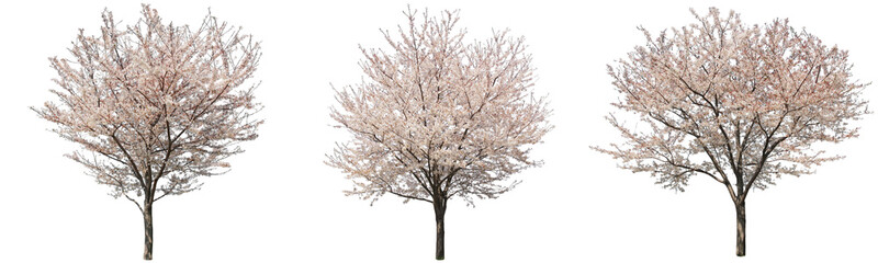ソメイヨシノ桜樹木切り抜きセット透過PNG背景白