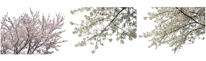 桜の枝フレーム切り抜きセット透過PNG背景白